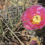 Deseret Flower Capital Reef Utah